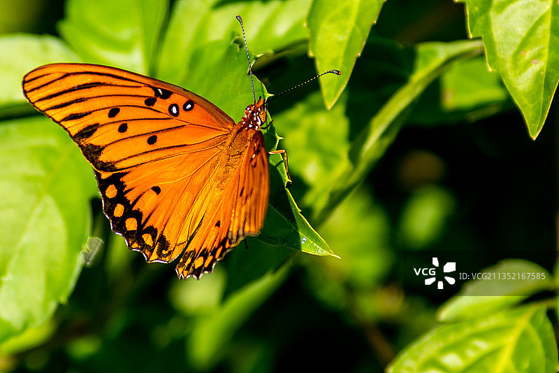 蝴蝶在花朵上授粉特写，美国德克萨斯州哈里斯县图片素材