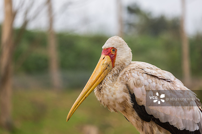 灰鹭的特写镜头图片素材