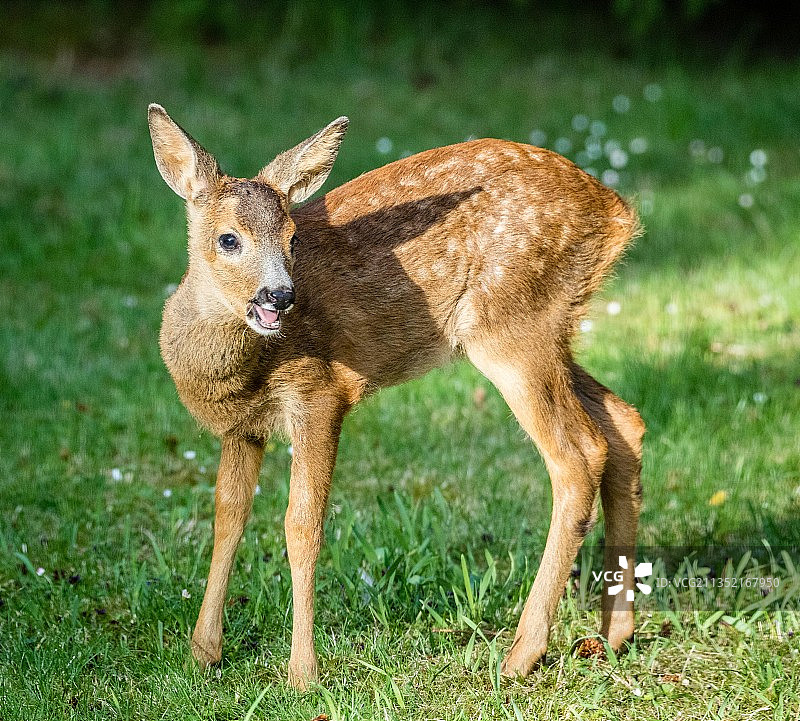 丹麦蒂斯维尔德莱耶原野上站立的鹿的肖像图片素材