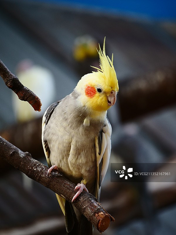 美国华盛顿州西雅图，栖息在树枝上的鹦鹉特写图片素材