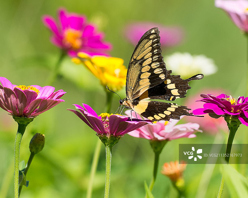 蝴蝶在粉色花上采蜜特写，美国德克萨斯州基林图片素材