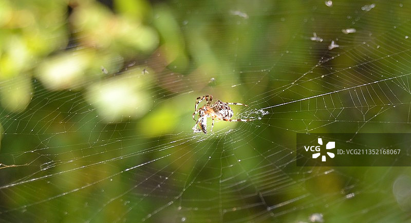 蜘蛛在网上的特写镜头图片素材