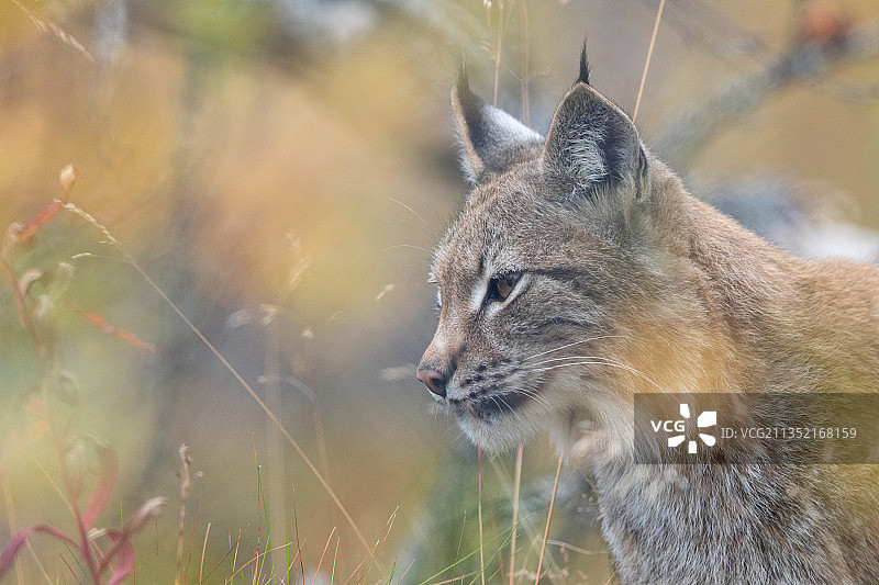 猫看向别处的特写图片素材