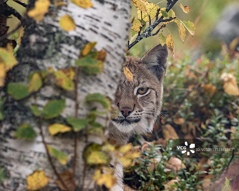 站在植物旁的猫肖像图片素材