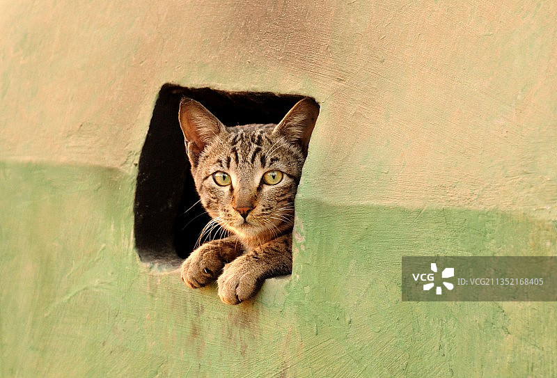 猫咪坐在印度拉贾斯坦邦珀勒德布尔墙上的肖像图片素材