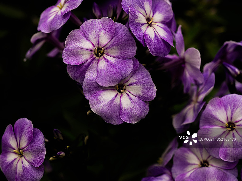 佐特尔梅尔紫色开花植物特写，荷兰图片素材