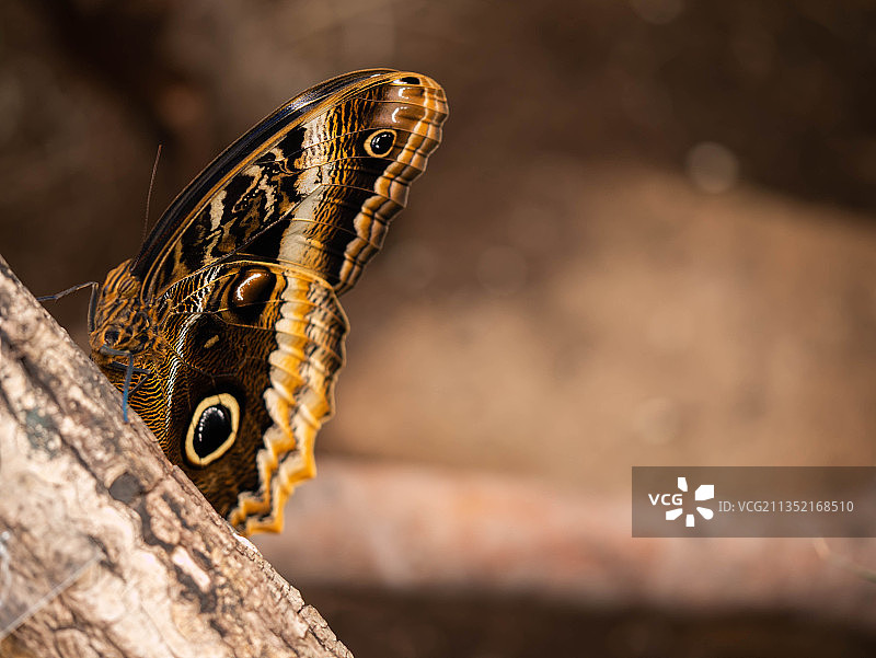 树上的蝴蝶特写，荷兰图片素材