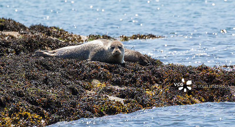 海滩岩石上的海豹特写，艾奥纳，英国图片素材