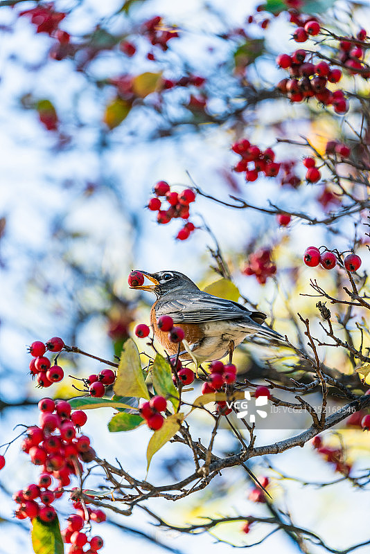 一只吃浆果的鹎图片素材