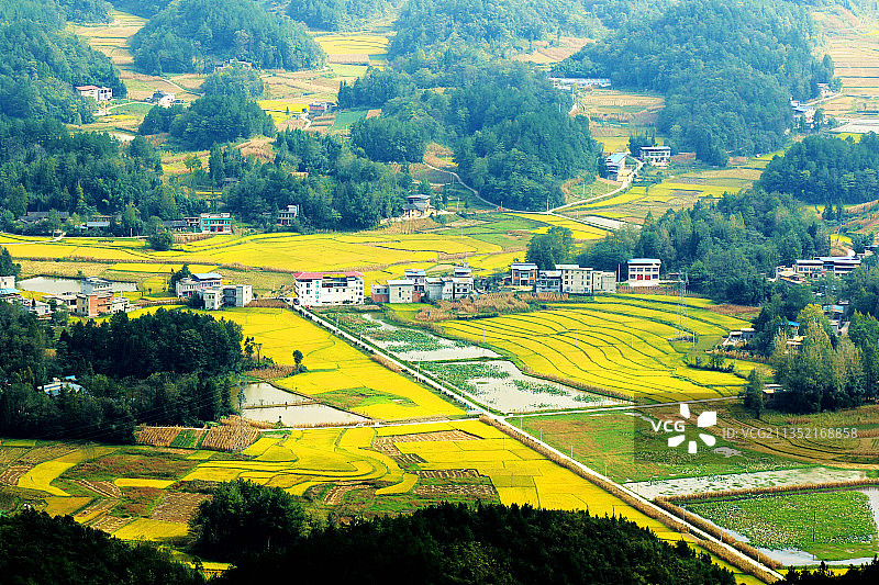 金秋时节，湖北利川田园综合体水稻金黄，一派丰收景象，美不胜收图片素材