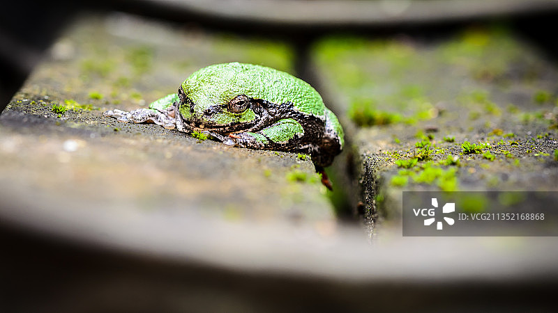 树干上长苔藓的特写镜头图片素材