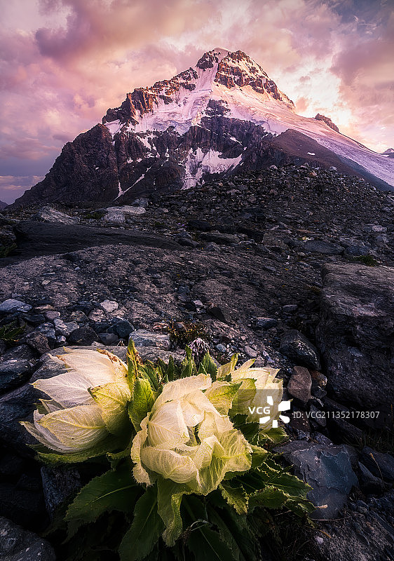 天山雪莲图片素材