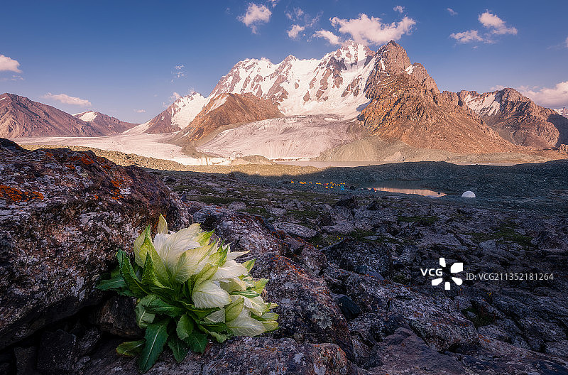 雪莲花图片素材