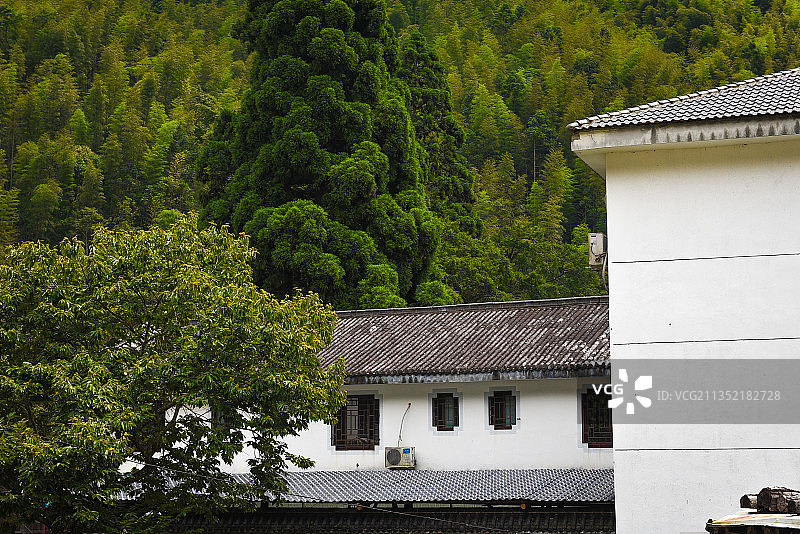 武夷山桐木关制茶青楼图片素材
