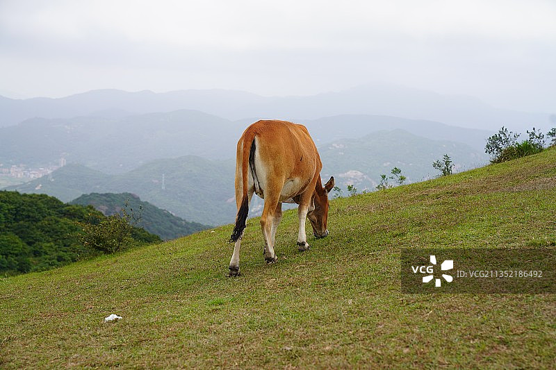 福清大拇山吃草的牛图片素材