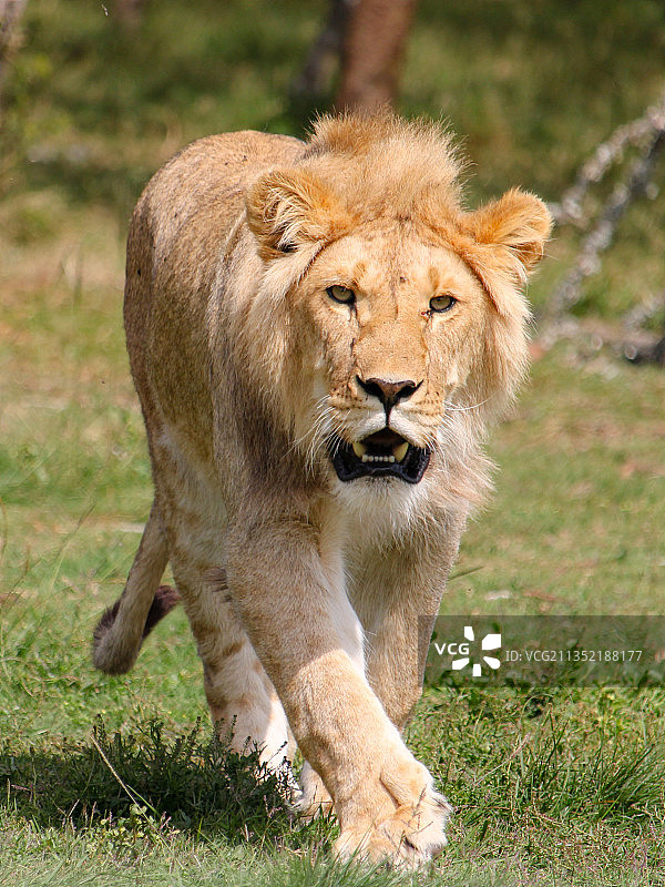 行走在草地上的雌狮，南非图片素材