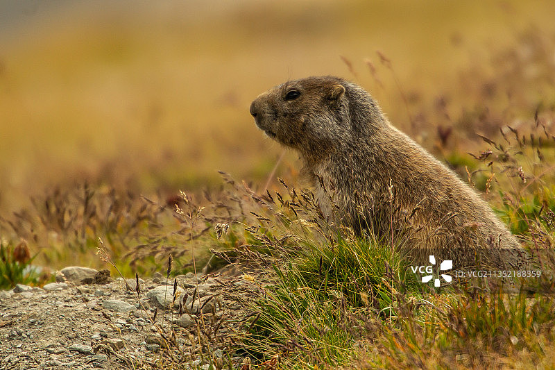 意大利都灵草原犬特写图片素材