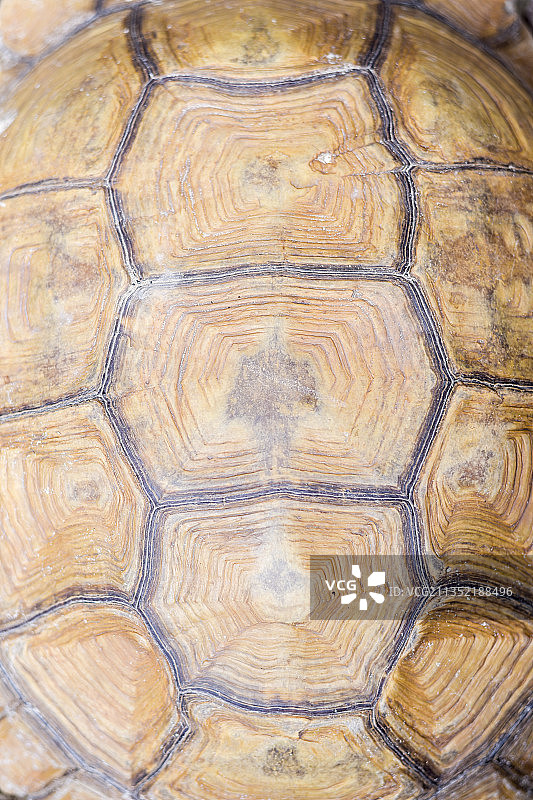 乌龟的完整画面图片素材