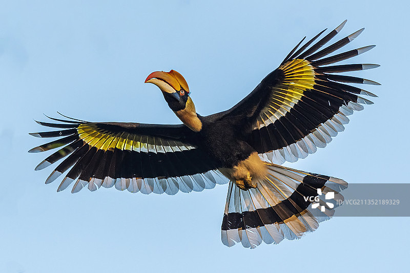 在印度马纳斯国家公园飞翔的巨嘴鸟图片素材