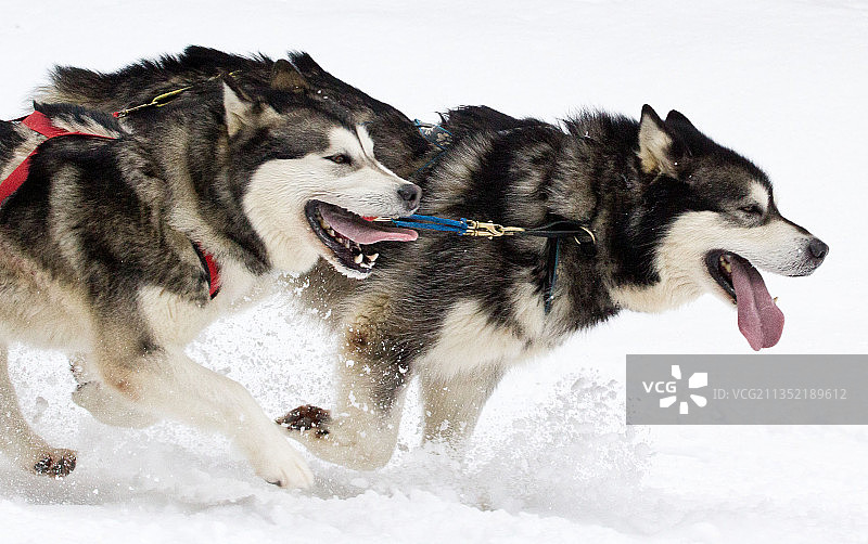 在法国奥尔贝的雪地上奔跑的狗的侧视图图片素材