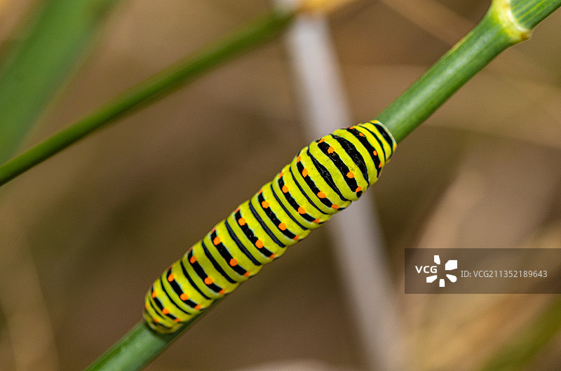西班牙巴塞罗那植物上的毛毛虫特写图片素材