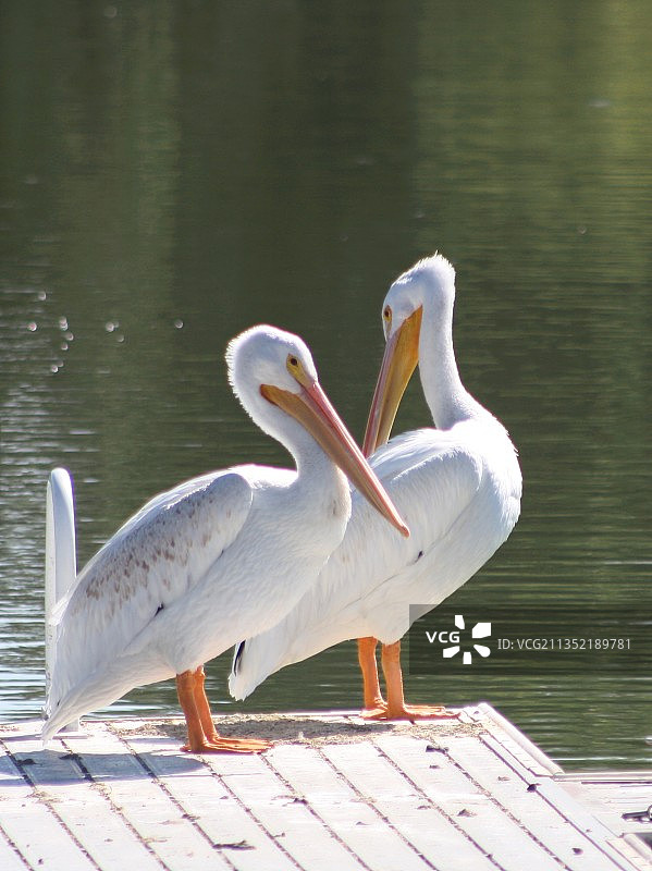 美国科林斯堡湖中天鹅游泳的侧视图图片素材