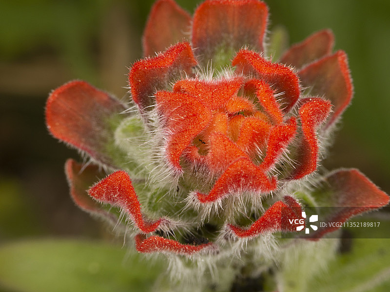 红色花朵特写，佩雷拉，里萨拉尔达，哥伦比亚图片素材