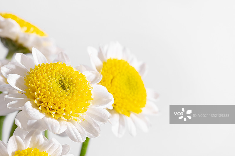 白色背景下的黄色花朵特写图片素材