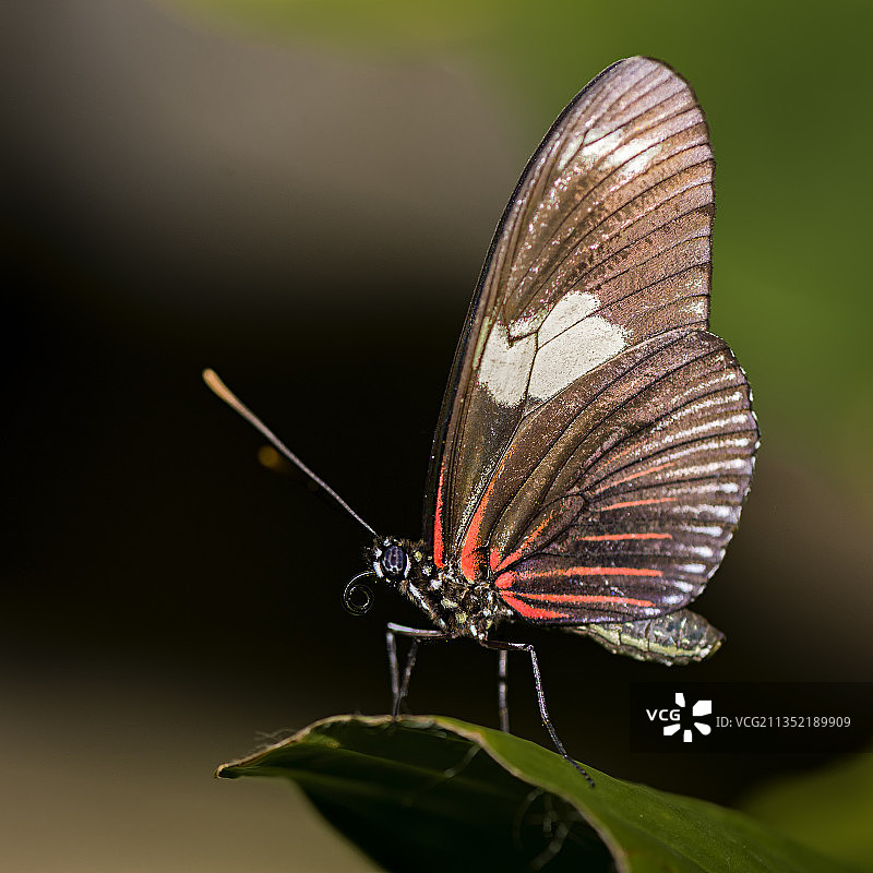 叶子上的蝴蝶特写图片素材