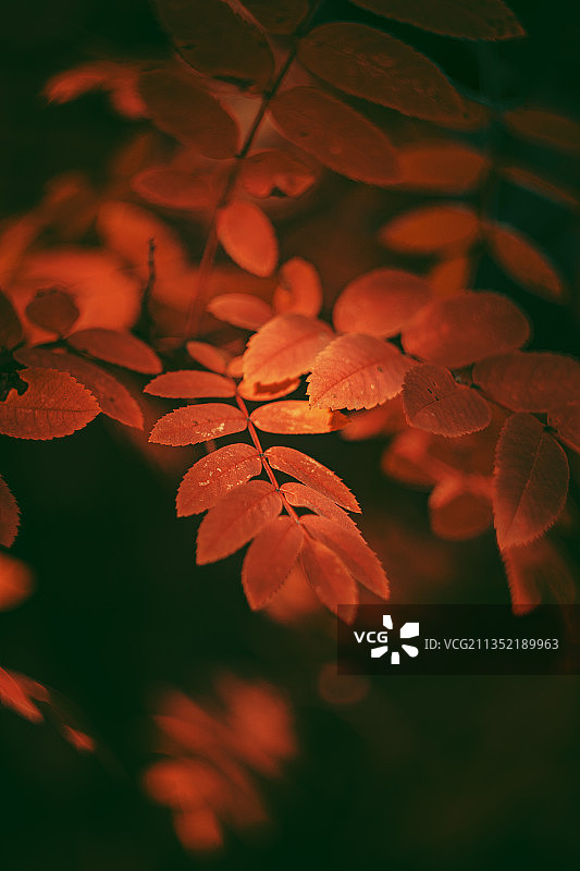 秋叶特写，俄罗斯图片素材