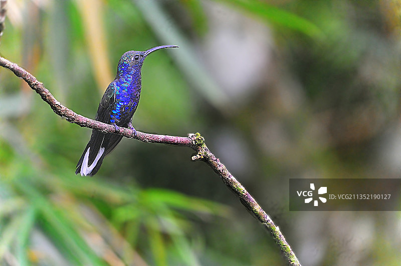 蜂鸟栖息在树枝上的特写，哥斯达黎加埃雷迪亚省图片素材