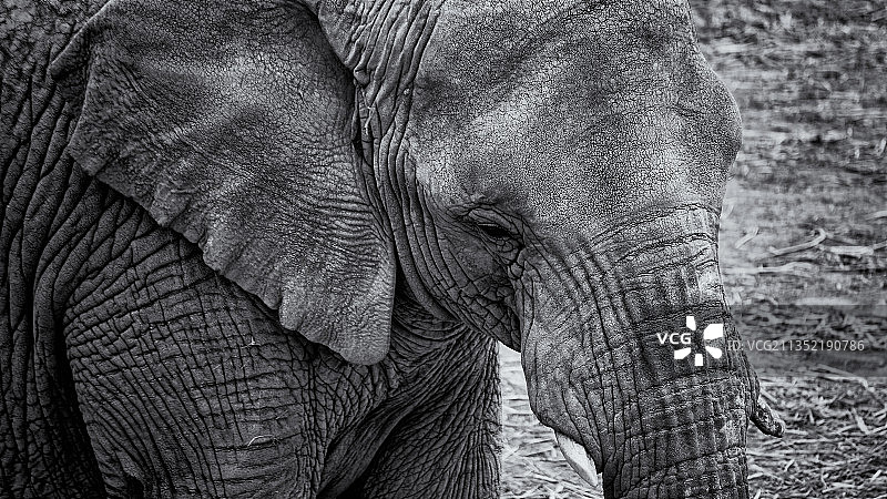 非洲象特写，墨西哥瓦尔塞基约绿洲图片素材