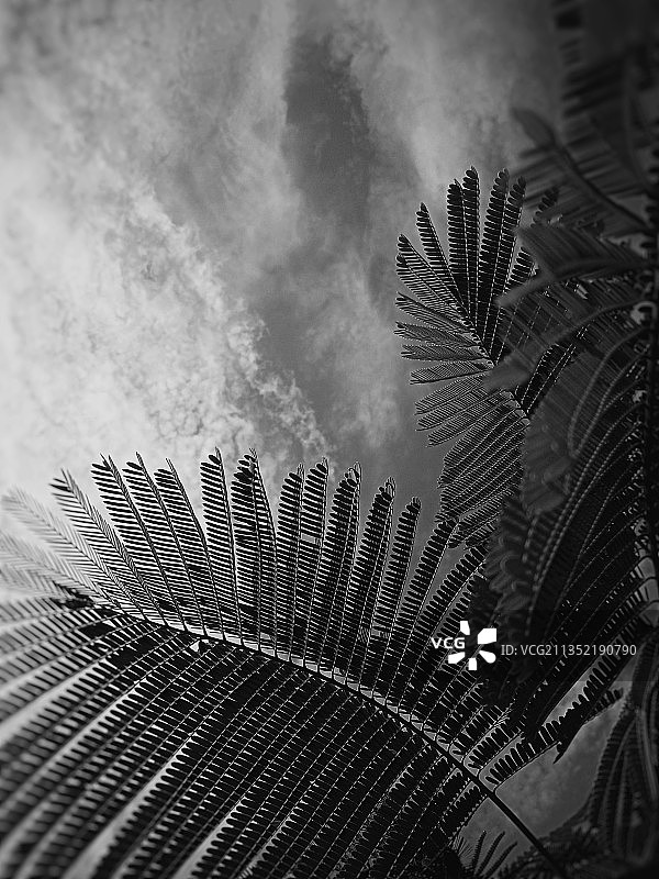 仰视视角下的棕榈树图片素材