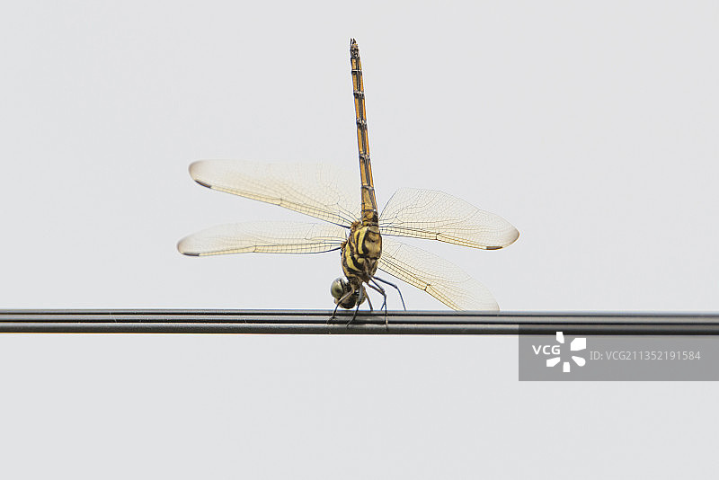 越南枝头蜻蜓特写图片素材