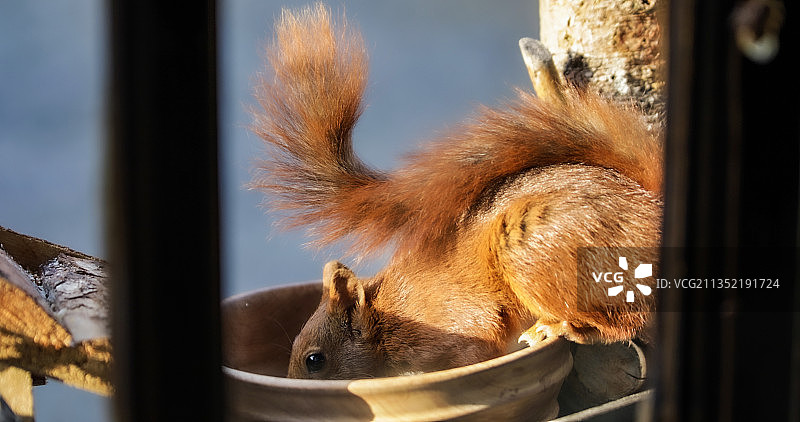 特写的狗图片素材