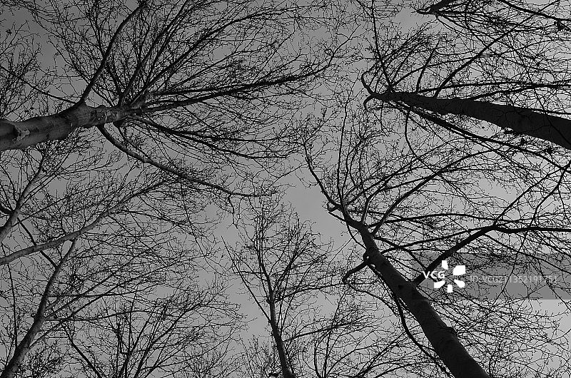 仰视天空下的光秃秃的树。图片素材