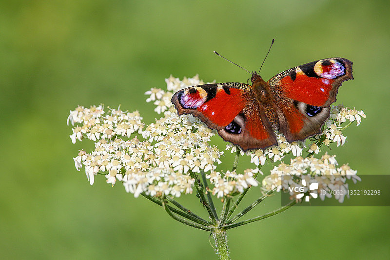 蝴蝶在花上授粉的特写镜头图片素材
