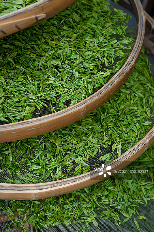 西湖龙井茶园图片素材