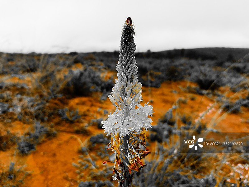 田野上冰冻植物的特写图片素材