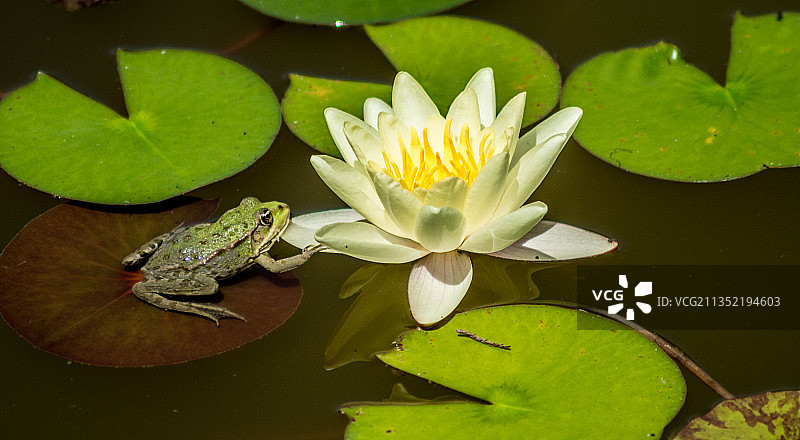 罗马尼亚日博湖中荷花睡莲的特写图片素材