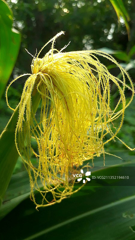 黄色花朵特写，孟加拉国图片素材