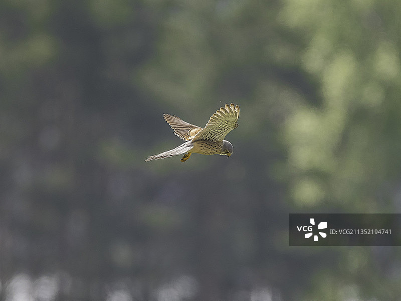 户外飞行的猛禽老鹰特写图片素材
