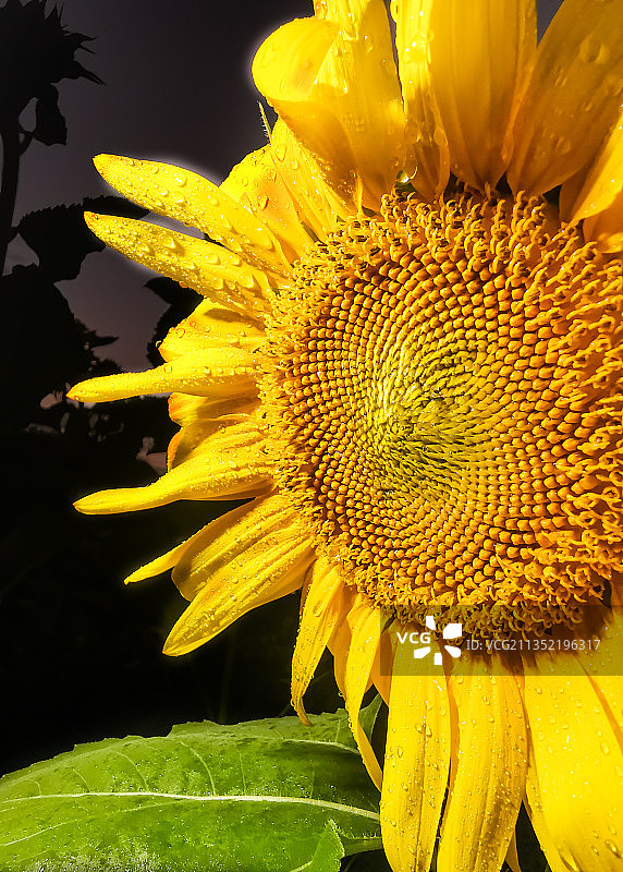 向日癸图片素材