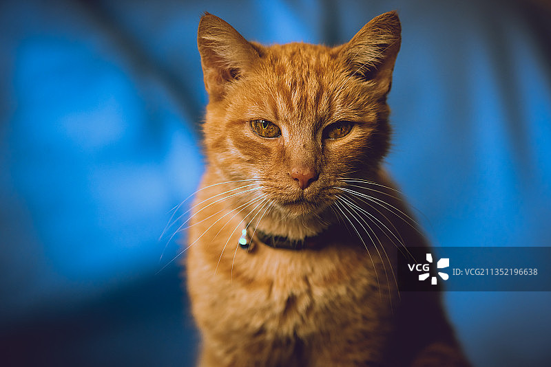 猫的特写肖像，法国图片素材