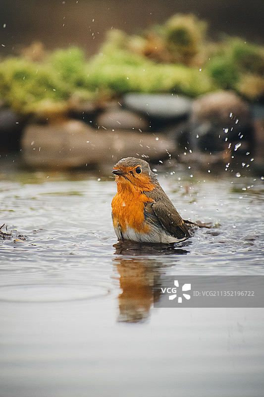 在湖中游泳的鸣禽特写图片素材