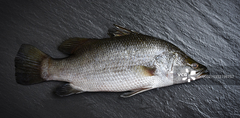 高角度拍摄的石鲈鱼图片素材