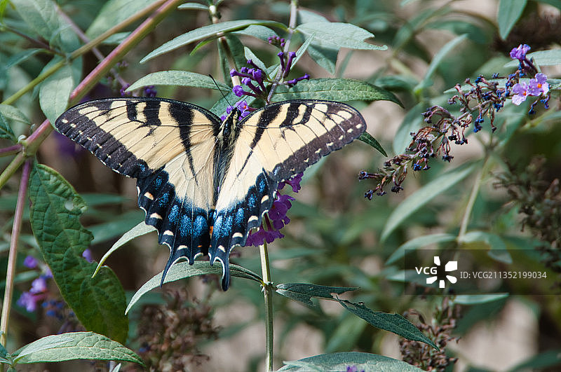 蝴蝶在紫色花朵上授粉的特写镜头图片素材