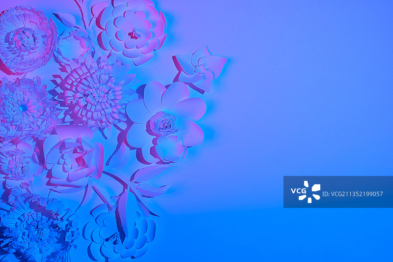 蓝色背景下的花朵特写图片素材