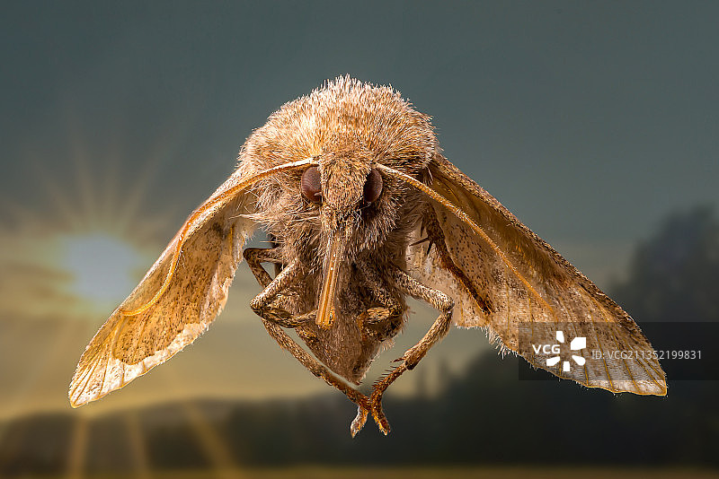 叶子上的昆虫特写，德国图片素材