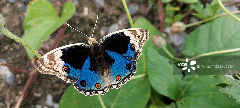叶子上的蝴蝶特写图片素材